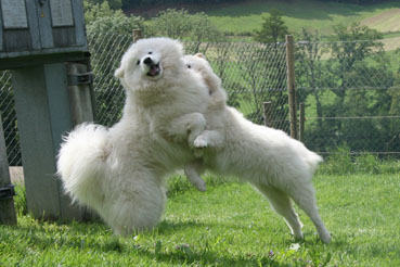 samojed